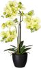 Kopu ® Kunstbloem Orchidee 65 cm Groen met zwarte Schaal Phalenopsis online kopen