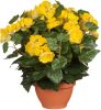 Mica Decorations Gele Begonia Kunstplant 37 Cm In Terracotta Pot Kunstplanten online kopen