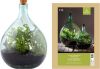 Esschert Design Terrarium fles M 15L 30x30x44 cm mini ecosysteem online kopen
