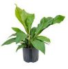 Plantenwinkel.nl Anthurium jungle bush M hydrocultuur plant online kopen