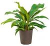 Plantenwinkel.nl Anthurium jungle bush S hydrocultuur plant online kopen
