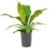 Plantenwinkel.nl Anthurium jungle bush XS hydrocultuur plant online kopen