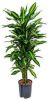 Plantenwinkel.nl Dracaena cintho sao paulo hydrocultuur plant online kopen