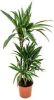 Plantenwinkel.nl Dracaena deremensis S kamerplant online kopen