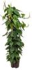 Plantenwinkel.nl Philodendron scandens 120 hydrocultuur plant online kopen