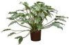 Plantenwinkel.nl Philodendron xanadu M hydrocultuur plant online kopen
