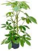 Plantenwinkel.nl Schefflera amate M hydrocultuur plant online kopen