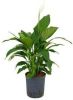 Plantenwinkel.nl Lepelplant Spathiphyllum gokyo M hydrocultuur plant online kopen
