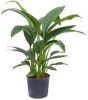 Plantenwinkel.nl Lepelplant Spathiphyllum sensation M hydrocultuur plant online kopen
