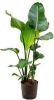 Plantenwinkel.nl Strelitzia nicolai M hydrocultuur plant online kopen