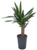 Plantenwinkel.nl Yucca M hydrocultuur plant online kopen